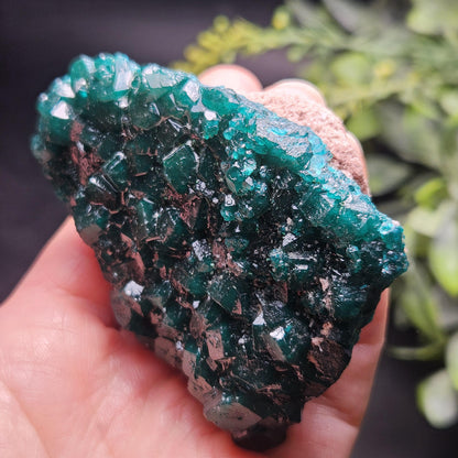 Dioptase Crystal Cluster from Congo 97.81g