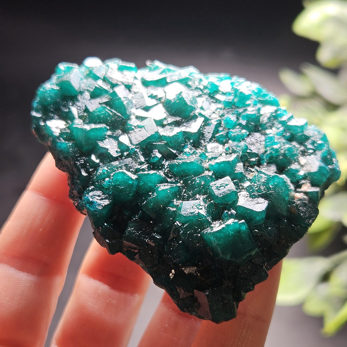 Dioptase Crystal Cluster from Congo 97.81g
