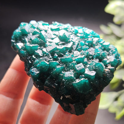 Dioptase Crystal Cluster from Congo 97.81g