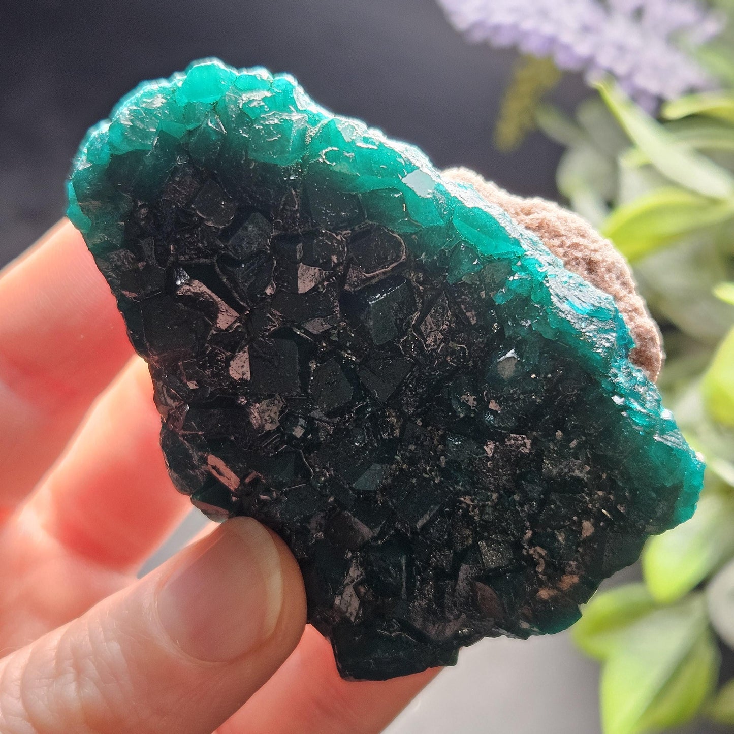 Dioptase Crystal Cluster from Congo 97.81g