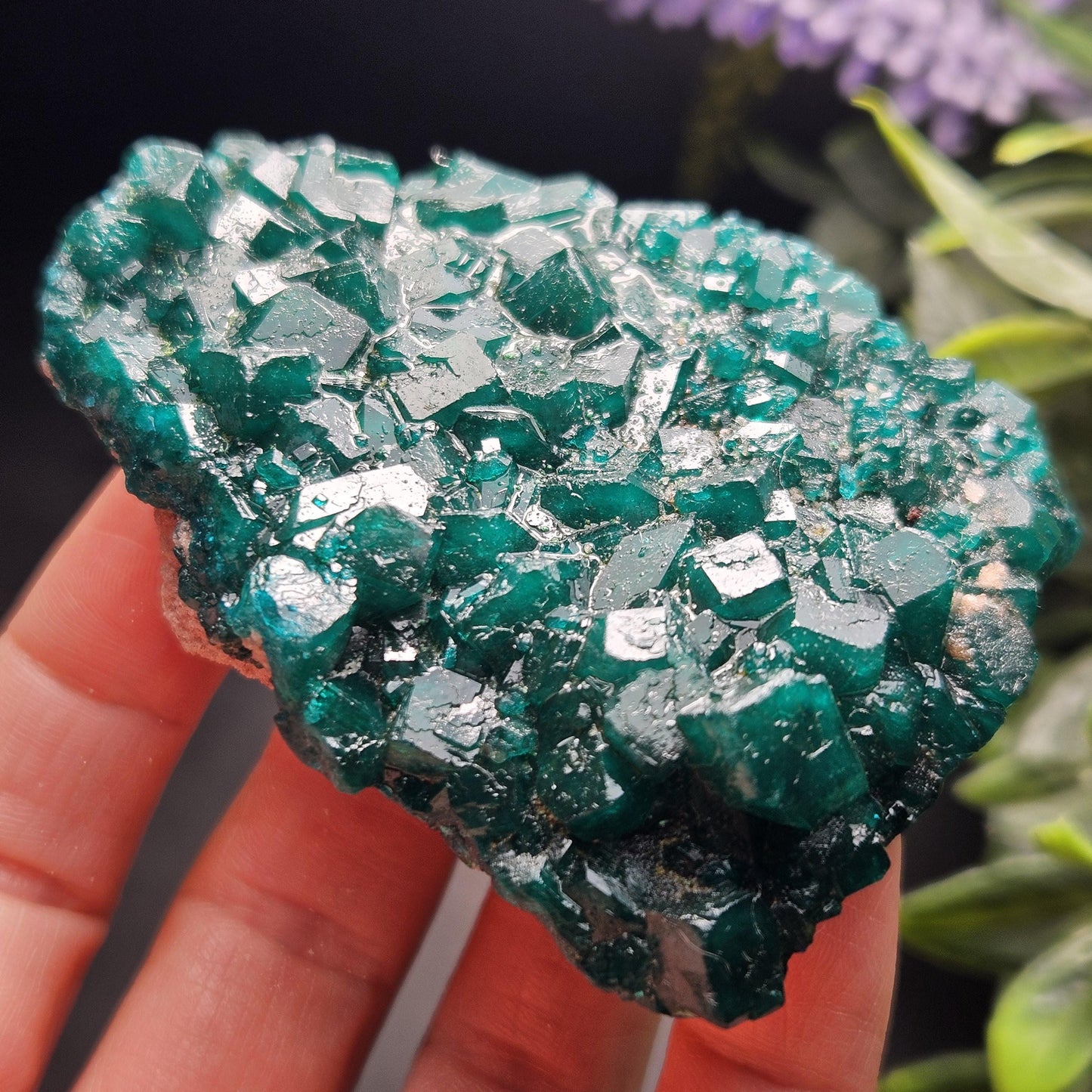 Dioptase Crystal Cluster from Congo 97.81g