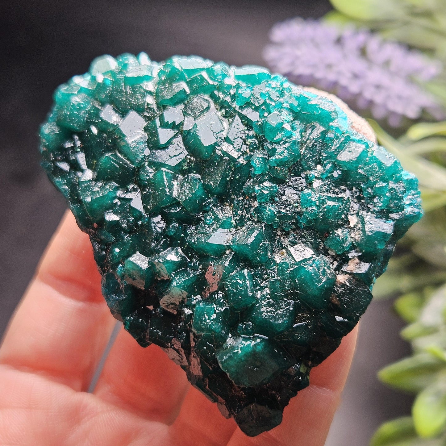 Dioptase Crystal Cluster from Congo 97.81g