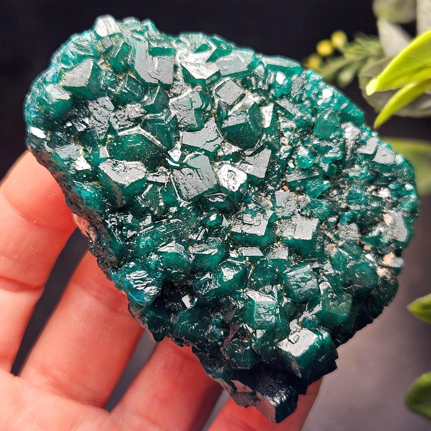 Dioptase Crystal Cluster from Congo 97.81g