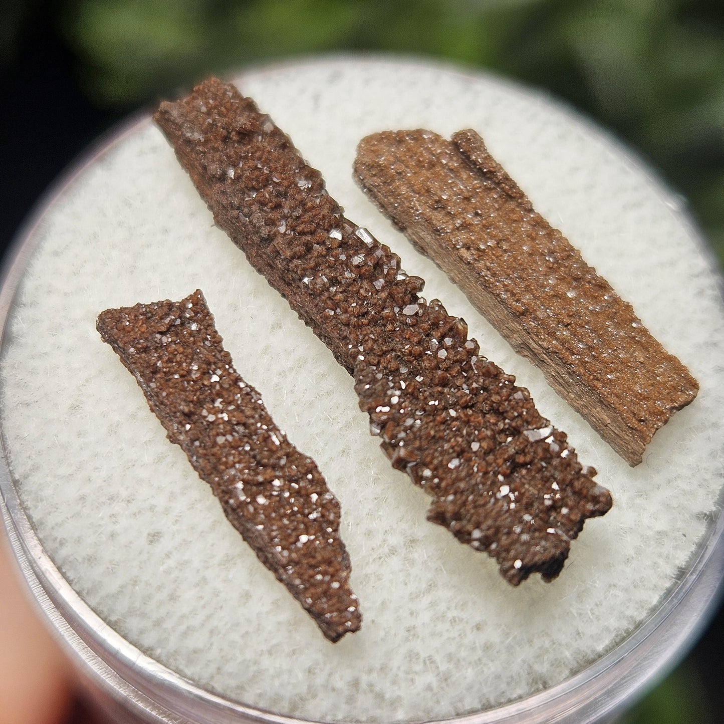 Permineralized Wood Specimen from Germany (Set of 3 Fossilized Druzy Fragments)