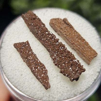 Permineralized Wood Specimen from Germany (Set of 3 Fossilized Druzy Fragments)