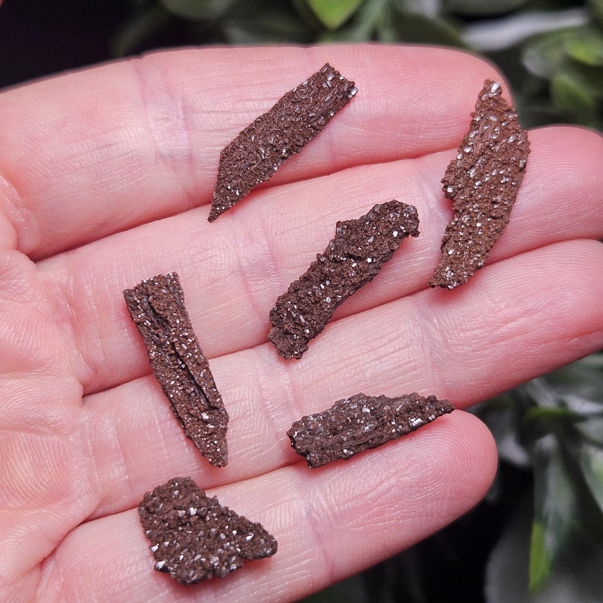 Permineralized Wood Specimen from Germany (Set of 3 Fossilized Druzy Fragments)