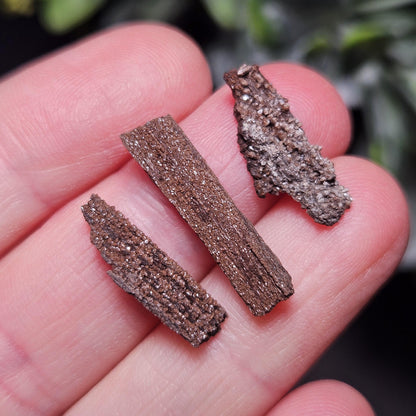 Permineralized Wood Specimen from Germany (Set of 3 Fossilized Druzy Fragments)