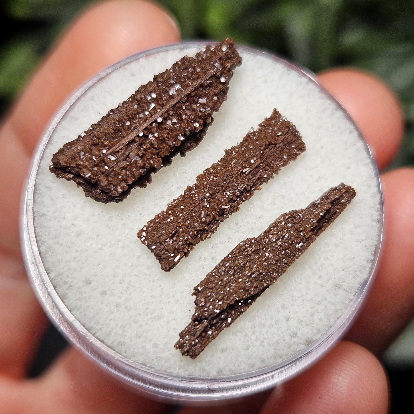 Permineralized Wood Specimen from Germany (Set of 3 Fossilized Druzy Fragments)