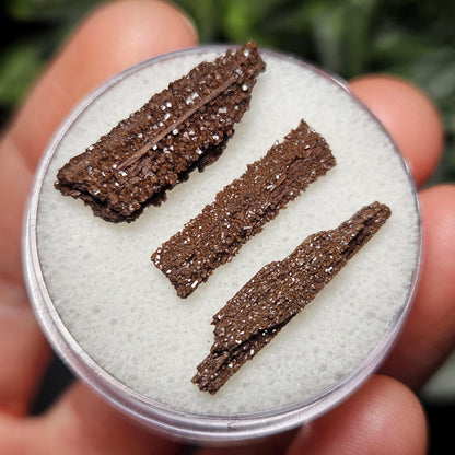 Permineralized Wood Specimen from Germany (Set of 3 Fossilized Druzy Fragments)