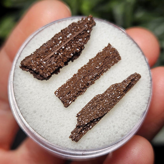Permineralized Wood Specimen from Germany (Set of 3 Fossilized Druzy Fragments)