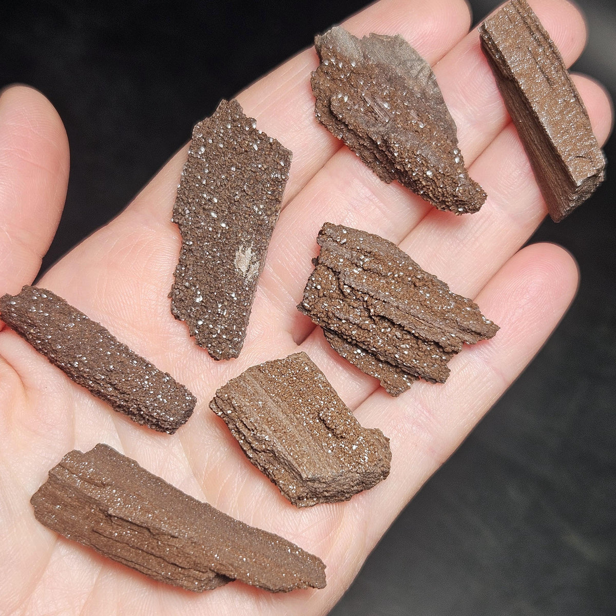 Drusy Permineralized Fossil Wood from Germany (1 to 1.5")
