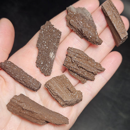 Drusy Permineralized Fossil Wood from Germany (1 to 1.5")