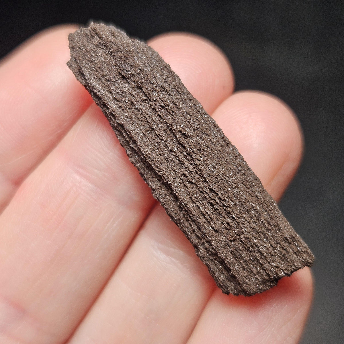 Drusy Permineralized Fossil Wood from Germany (1 to 1.5")