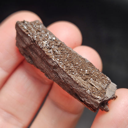 Drusy Permineralized Fossil Wood from Germany (1 to 1.5")
