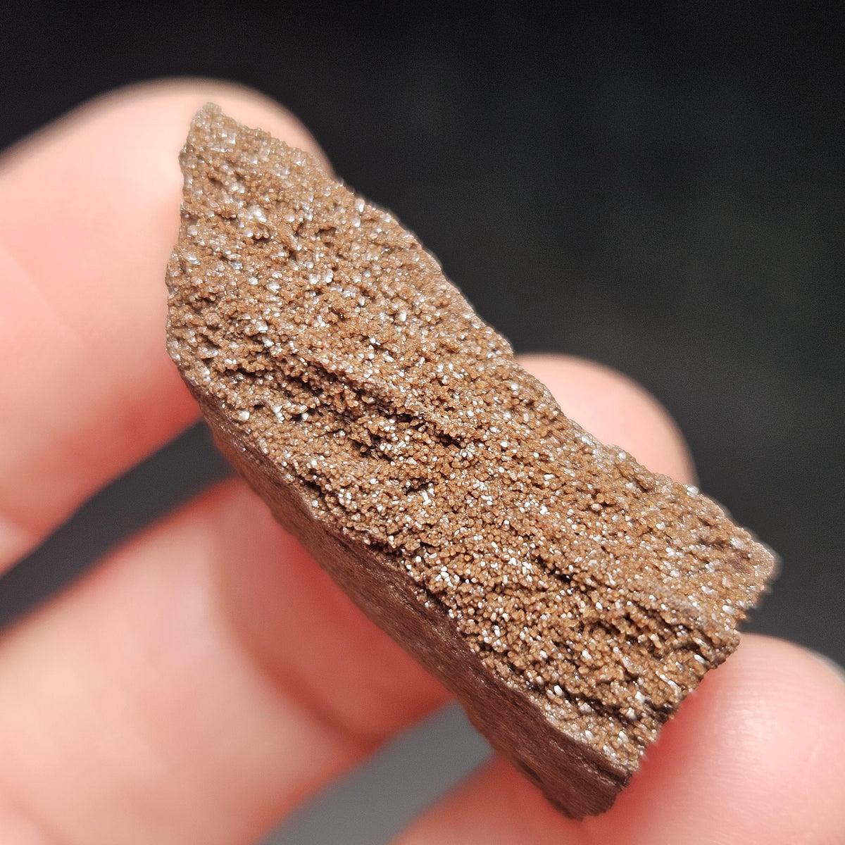 Drusy Permineralized Fossil Wood from Germany (1 to 1.5")