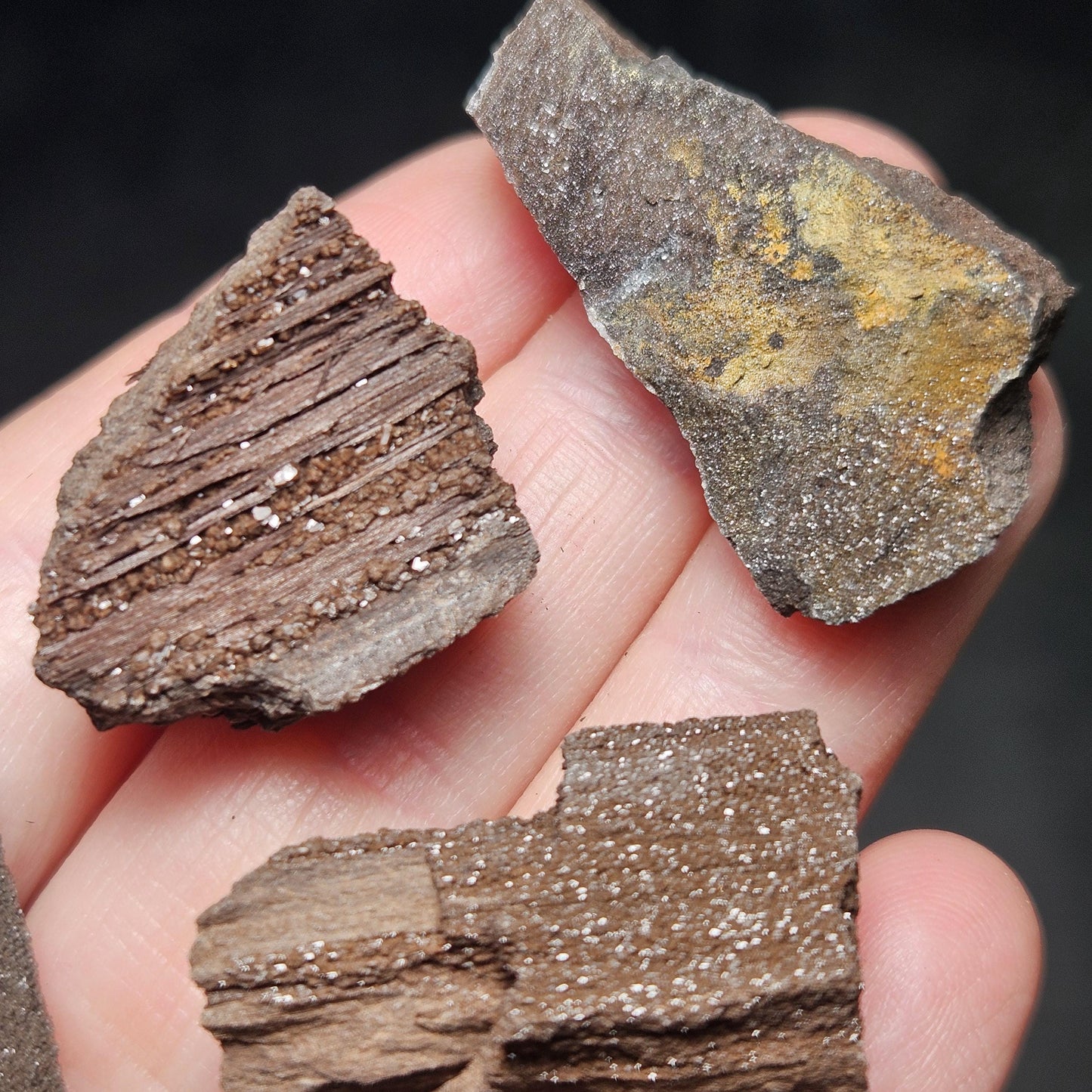 Drusy Permineralized Fossil Wood from Germany (1 to 1.5")