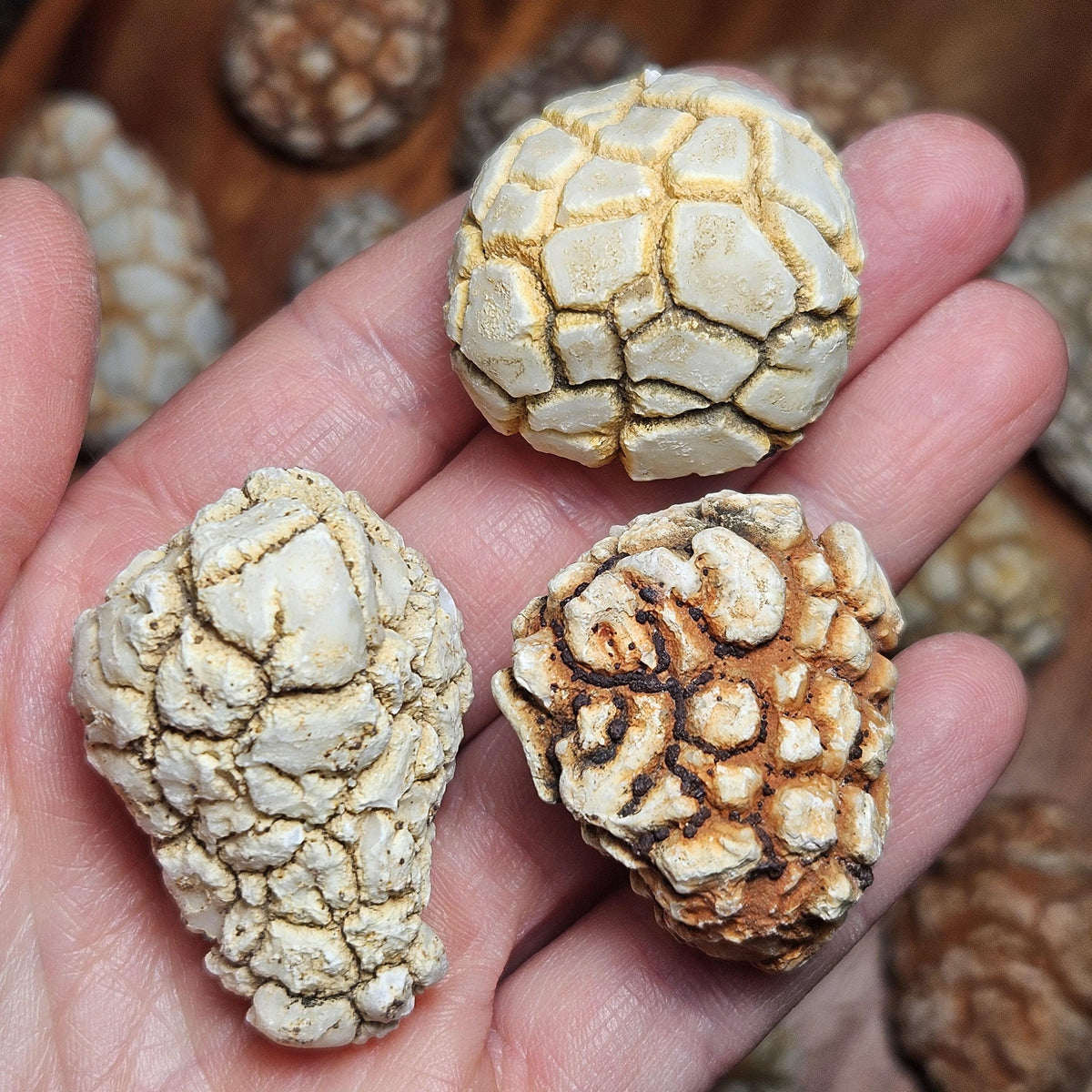Twiga Agate (Giraffe Agate) from Tanzania, Choose Your Size