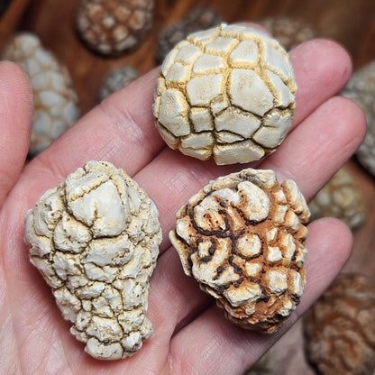 Twiga Agate (Giraffe Agate) from Tanzania, Choose Your Size