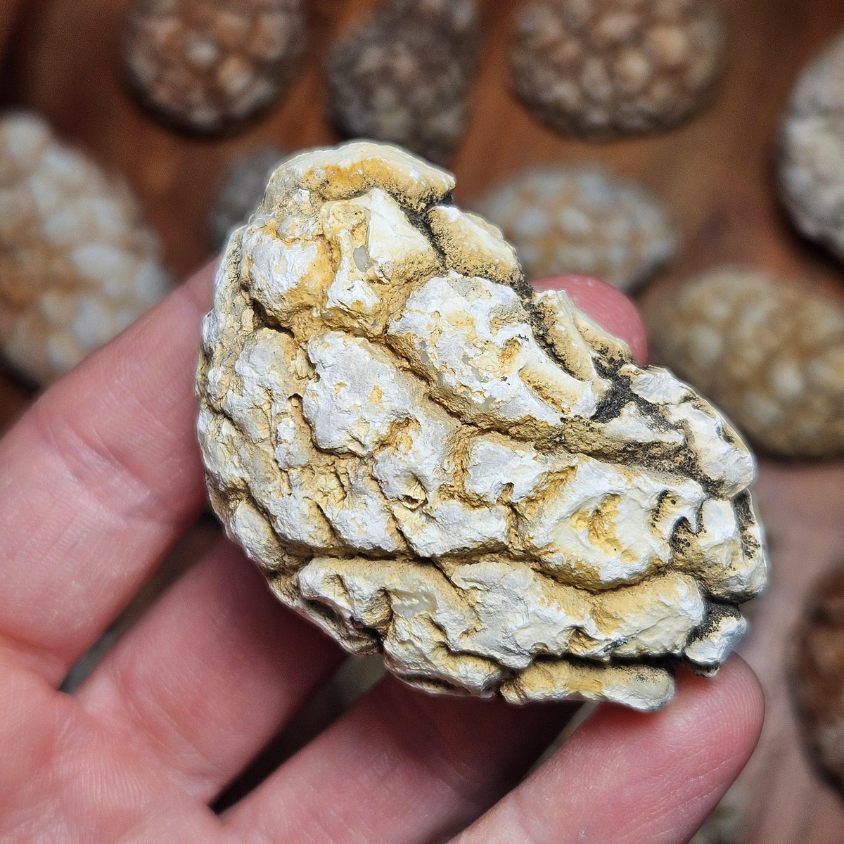 Twiga Agate (Giraffe Agate) from Tanzania, Choose Your Size