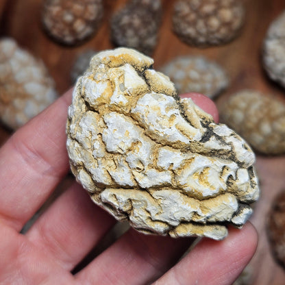 Twiga Agate (Giraffe Agate) from Tanzania, Choose Your Size