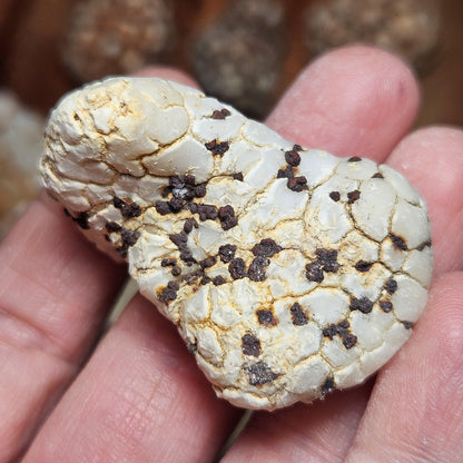 Twiga Agate (Giraffe Agate) from Tanzania, Choose Your Size