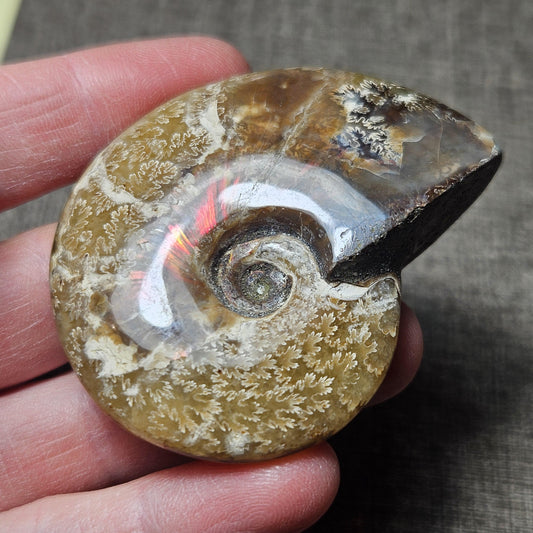 Reserved Fire Ammonite