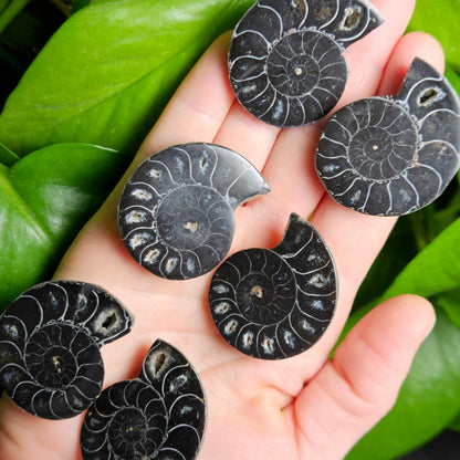 Black Ammonite Fossil, Polished Specimen