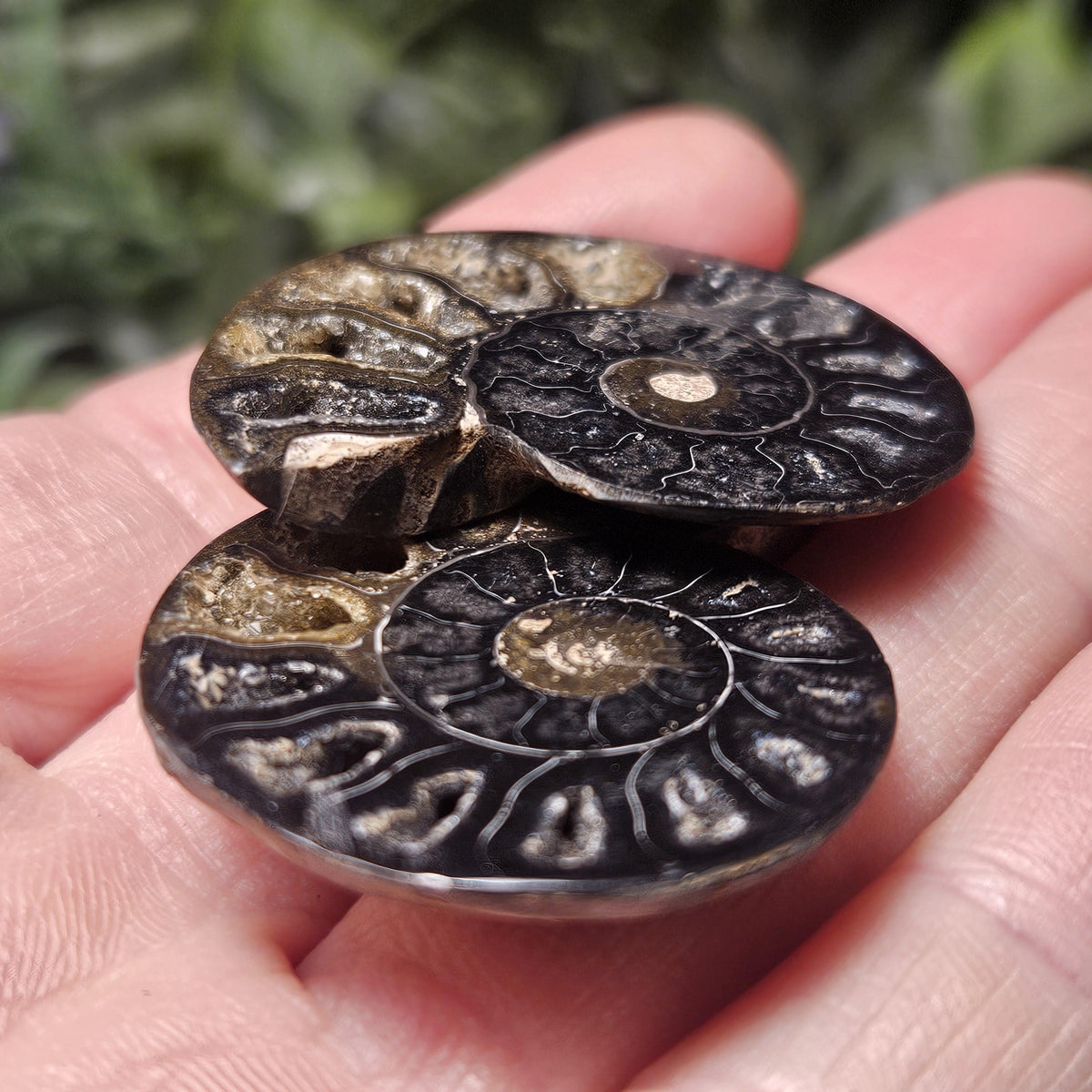 Black Ammonite Fossil, Polished Specimen