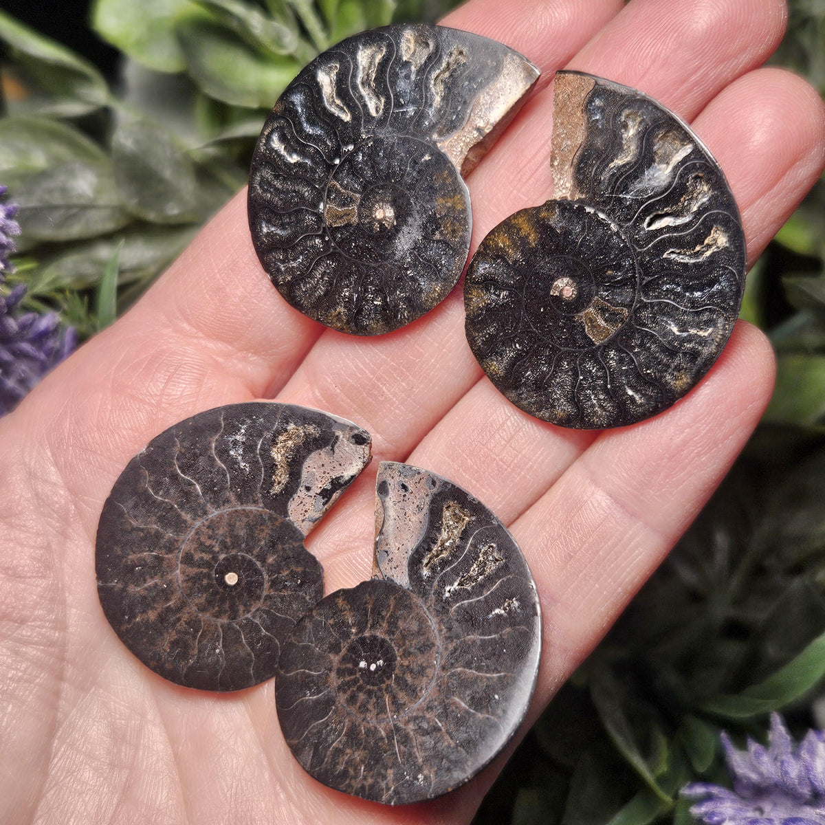 Black Ammonite Fossil, Polished Specimen