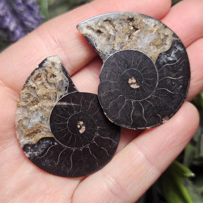 Black Ammonite Fossil, Polished Specimen