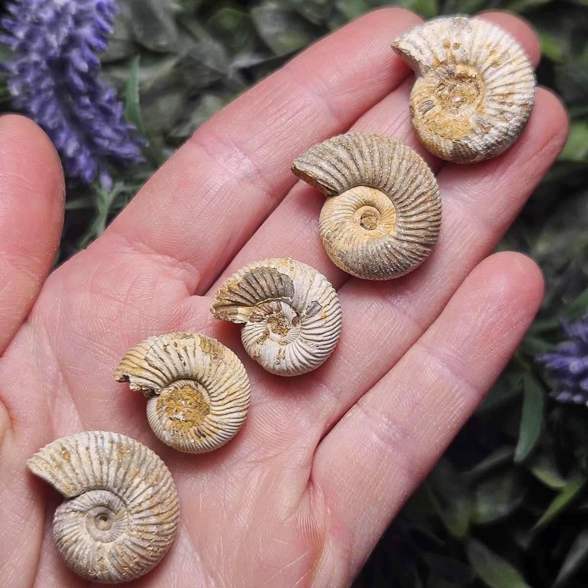 Ammonite Fossil Specimen, Natural Rough Fossilized Ammonite Shell from Morocco