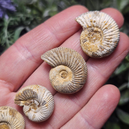 Ammonite Fossil Specimen, Natural Rough Fossilized Ammonite Shell from Morocco