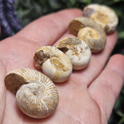Ammonite Fossil Specimen, Natural Rough Fossilized Ammonite Shell from Morocco