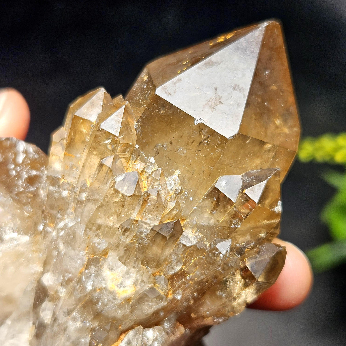 Kundalini Congo Citrine Quartz Cluster 213g, Smoky Citrine Crystal Multi