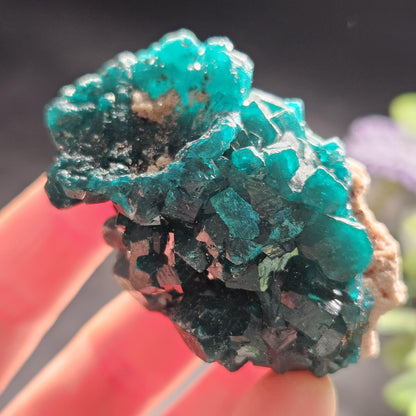 Dioptase Crystal Cluster from Congo 66.30g