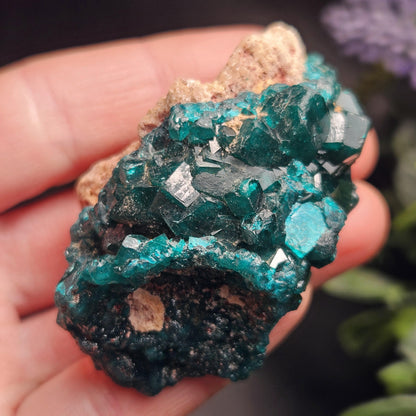 Dioptase Crystal Cluster from Congo 66.30g