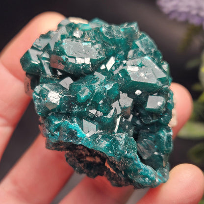 Dioptase Crystal Cluster from Congo 66.30g