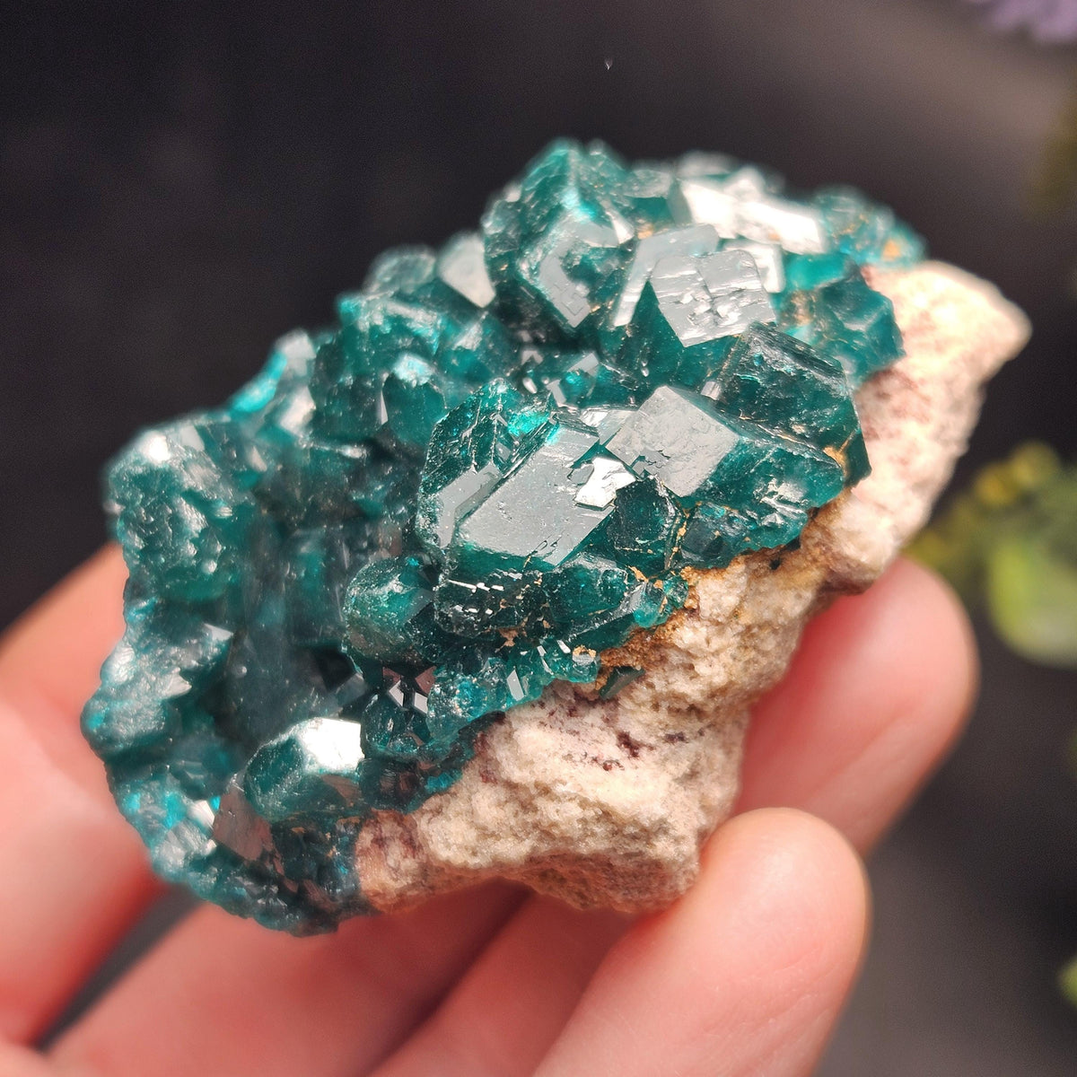 Dioptase Crystal Cluster from Congo 66.30g