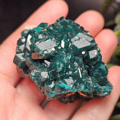 Dioptase Crystal Cluster from Congo 66.30g