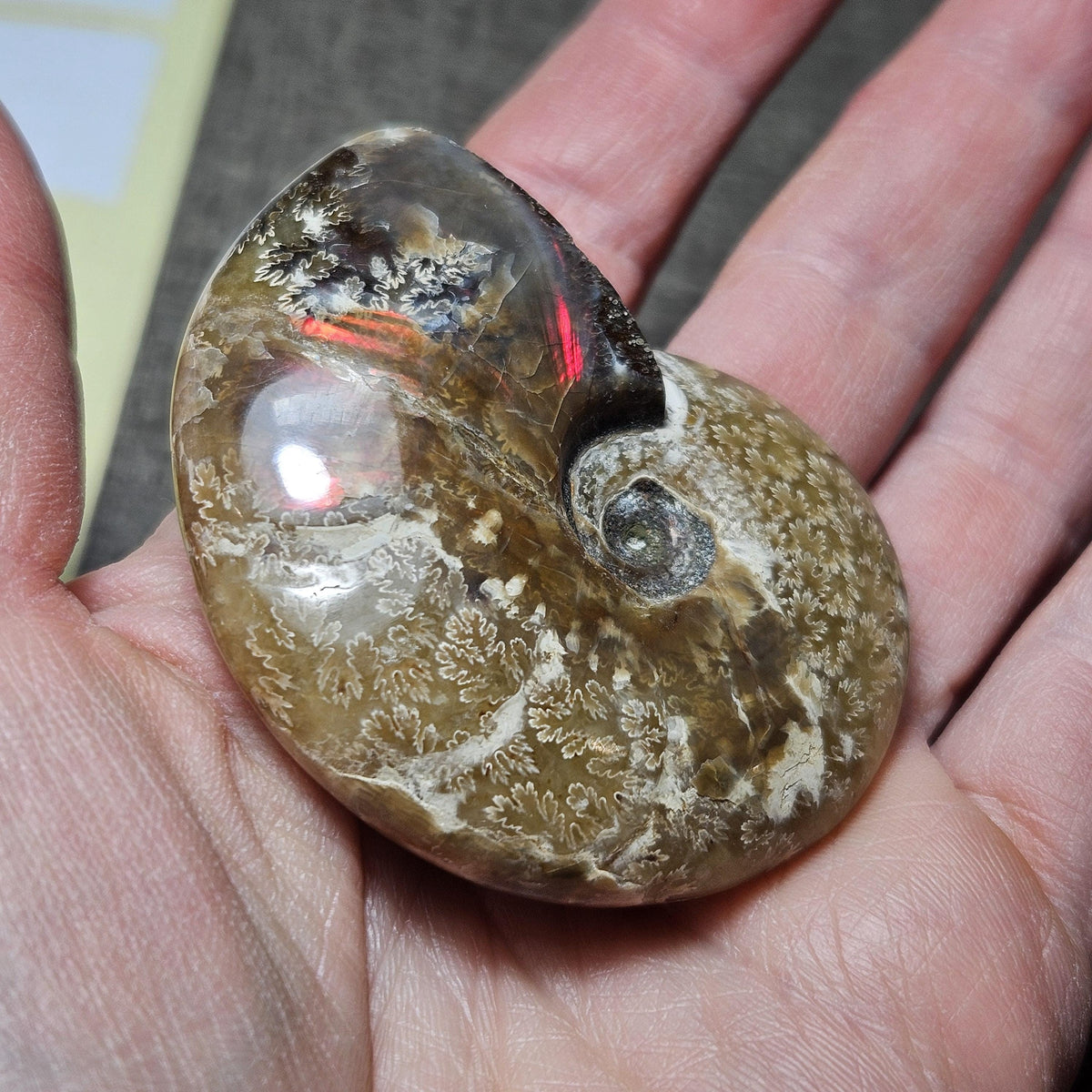 Reserved Fire Ammonite