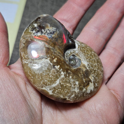 Reserved Fire Ammonite