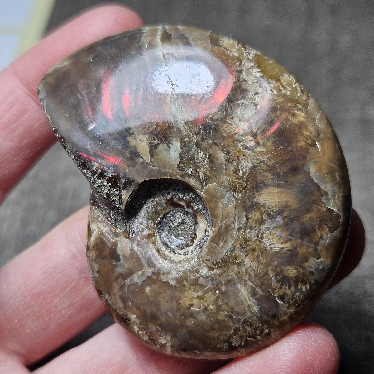Reserved Fire Ammonite