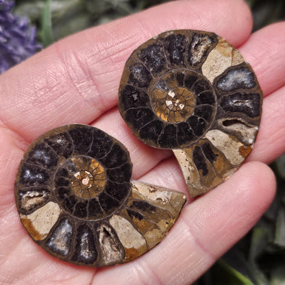 Black Ammonite Fossil, Polished Specimen