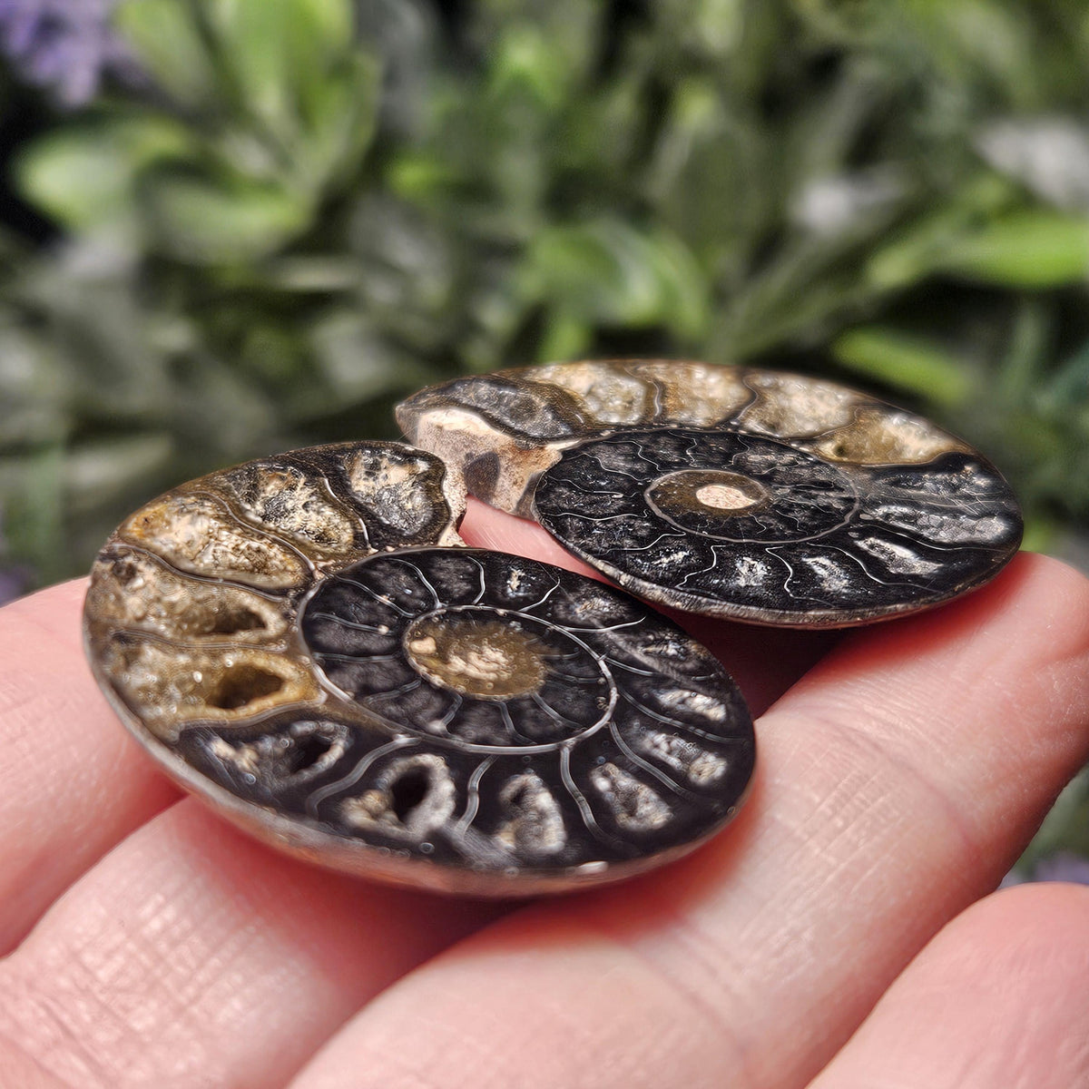 Black Ammonite Fossil, Polished Specimen