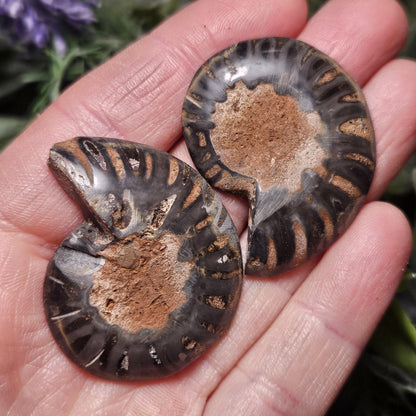 Black Ammonite Fossil, Polished Specimen