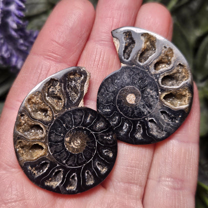 Black Ammonite Fossil, Polished Specimen