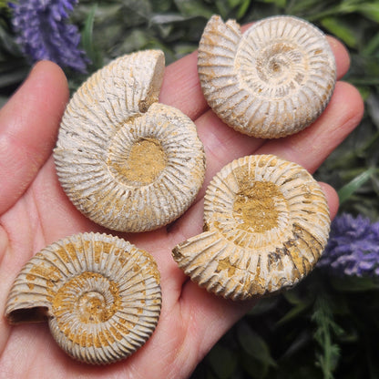 Ammonite Fossil Specimen, Natural Rough Fossilized Ammonite Shell from Morocco