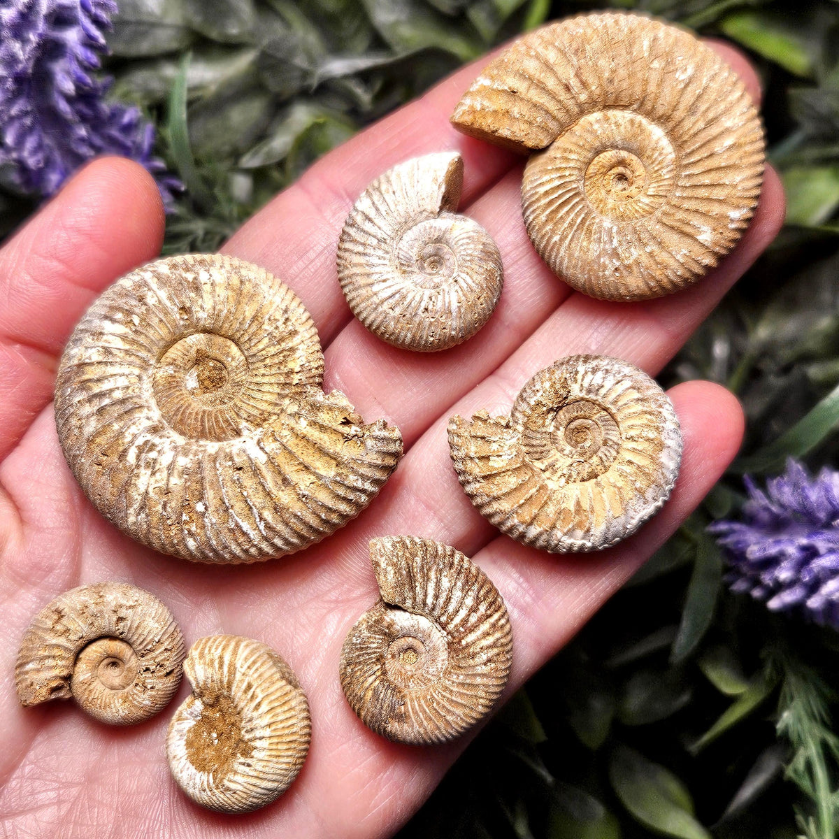 Ammonite Fossil Specimen, Natural Rough Fossilized Ammonite Shell from Morocco