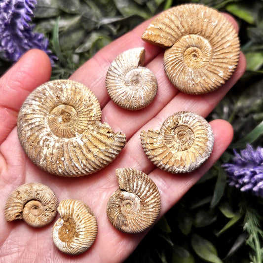 Ammonite Fossil Specimen, Natural Rough Fossilized Ammonite Shell from Morocco