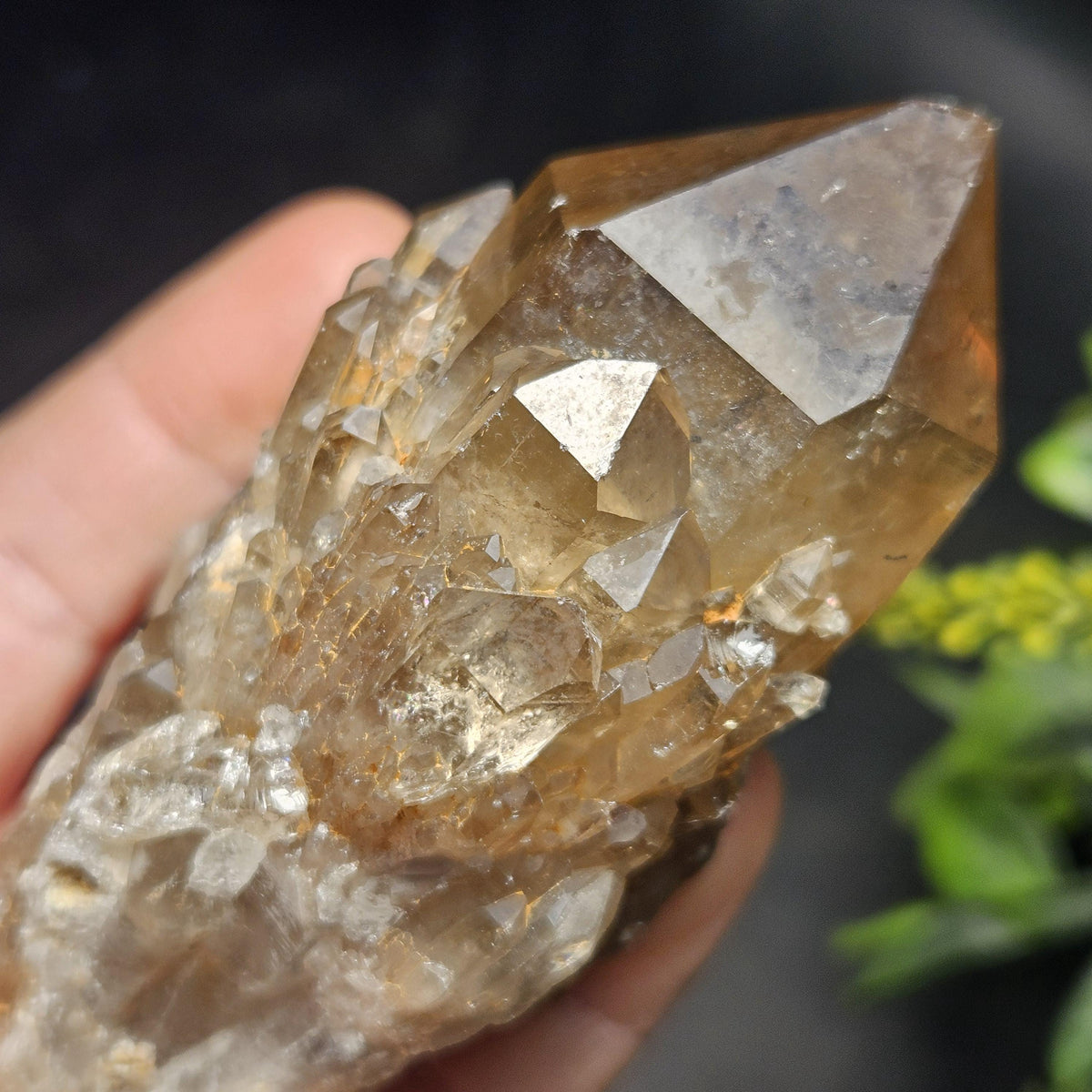 Kundalini Congo Citrine Quartz Cluster 213g, Smoky Citrine Crystal Multi